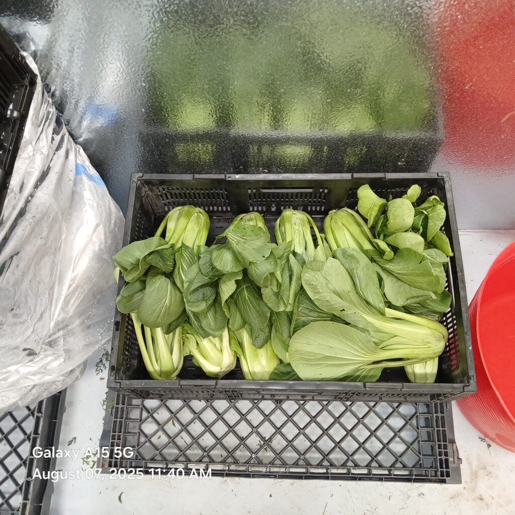 01 growing bok choi in southern colorado