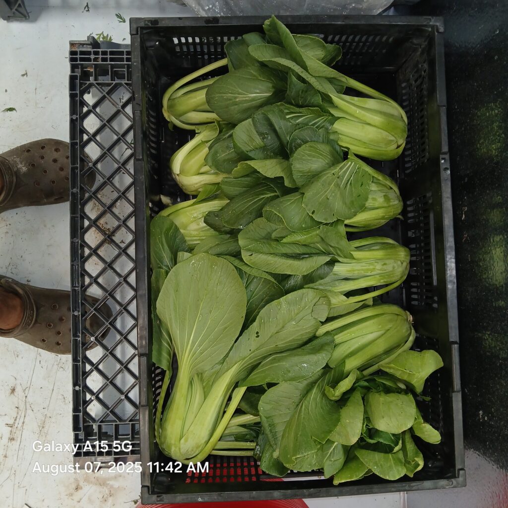 02 growing bok choi in southern colorado