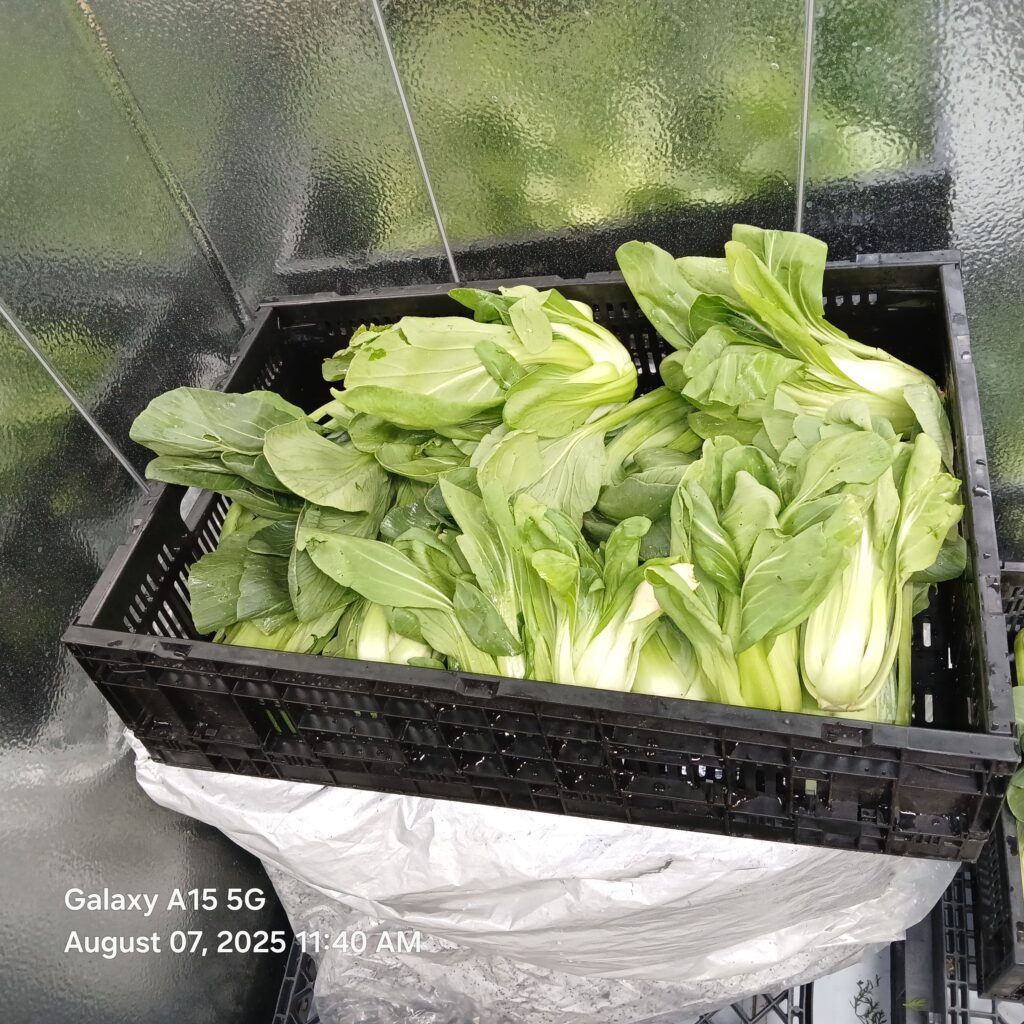 03 growing bok choi in southern colorado