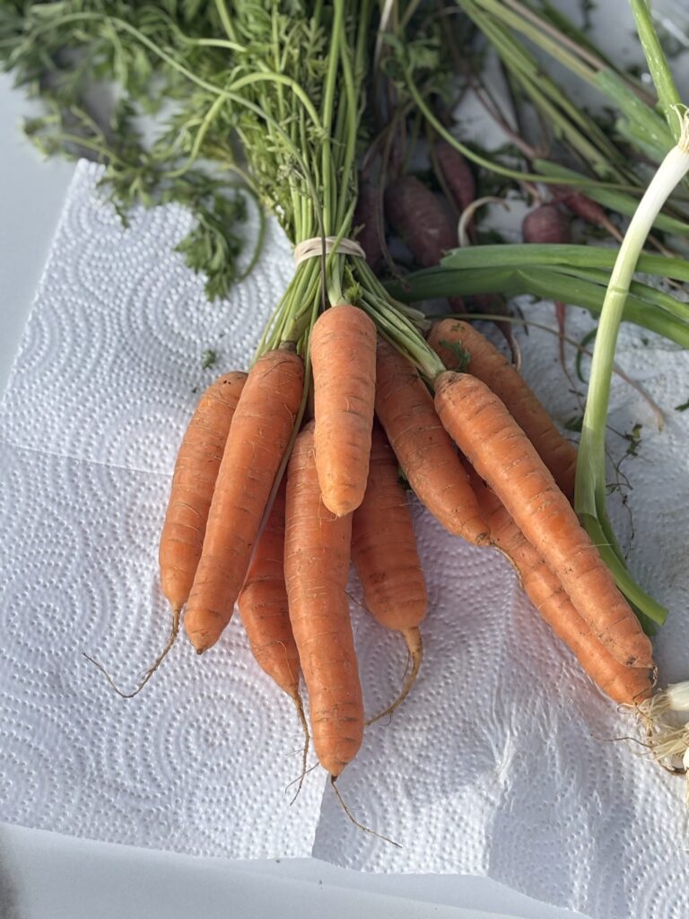 Organic carrot bunch, $2