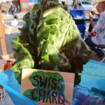 Swiss Chard, Quarter Acre and a Mule, Perdita Butler, Buy Pueblo Vegetables, Farmers Market Near Me