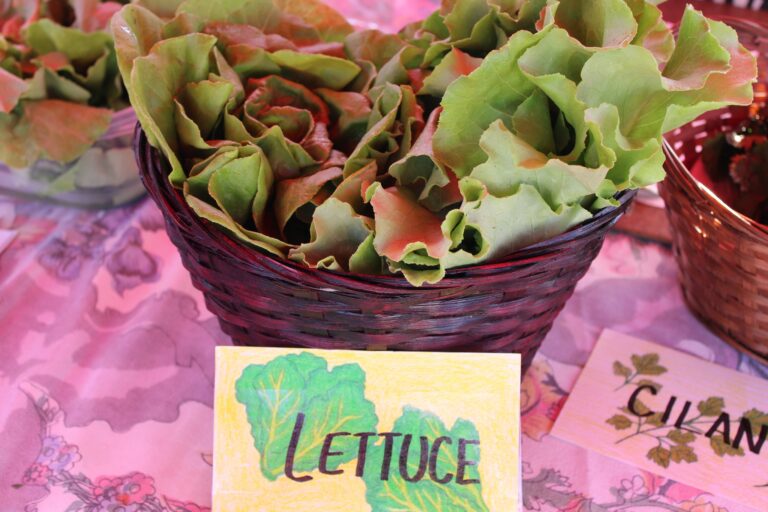 Lettuce, Cilantro Herbs, Quarter Acre and a Mule, Perdita Butler, Buy Pueblo Vegetables, Farmers Market Near Me