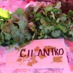 Cilantro Herbs, Quarter Acre and a Mule, Perdita Butler, Buy Pueblo Vegetables, Farmers Market Near Me