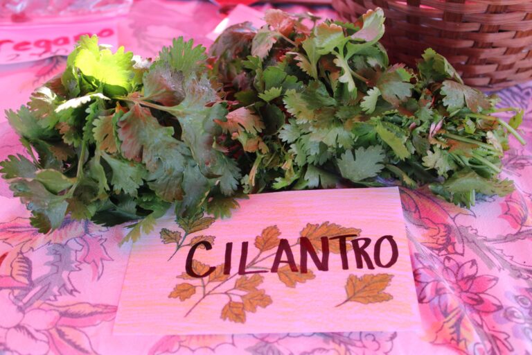 Cilantro Herbs, Quarter Acre and a Mule, Perdita Butler, Buy Pueblo Vegetables, Farmers Market Near Me