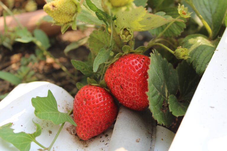 Strawberries at Quarter Acre and a Mule, Perdita Butler, Buy Pueblo Vegetables, Farmers Market Near Me