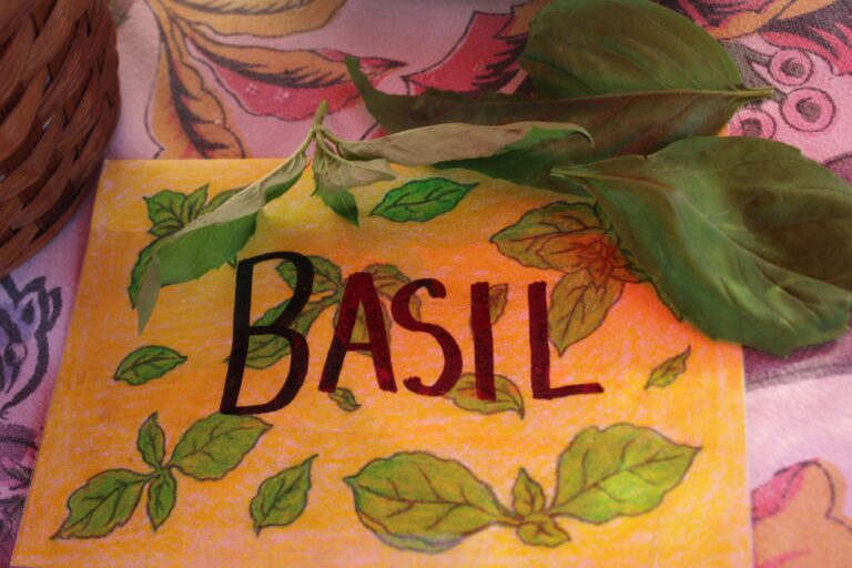 Basil Herbs, Quarter Acre and a Mule, Perdita Butler, Buy Pueblo Vegetables, Farmers Market Near Me