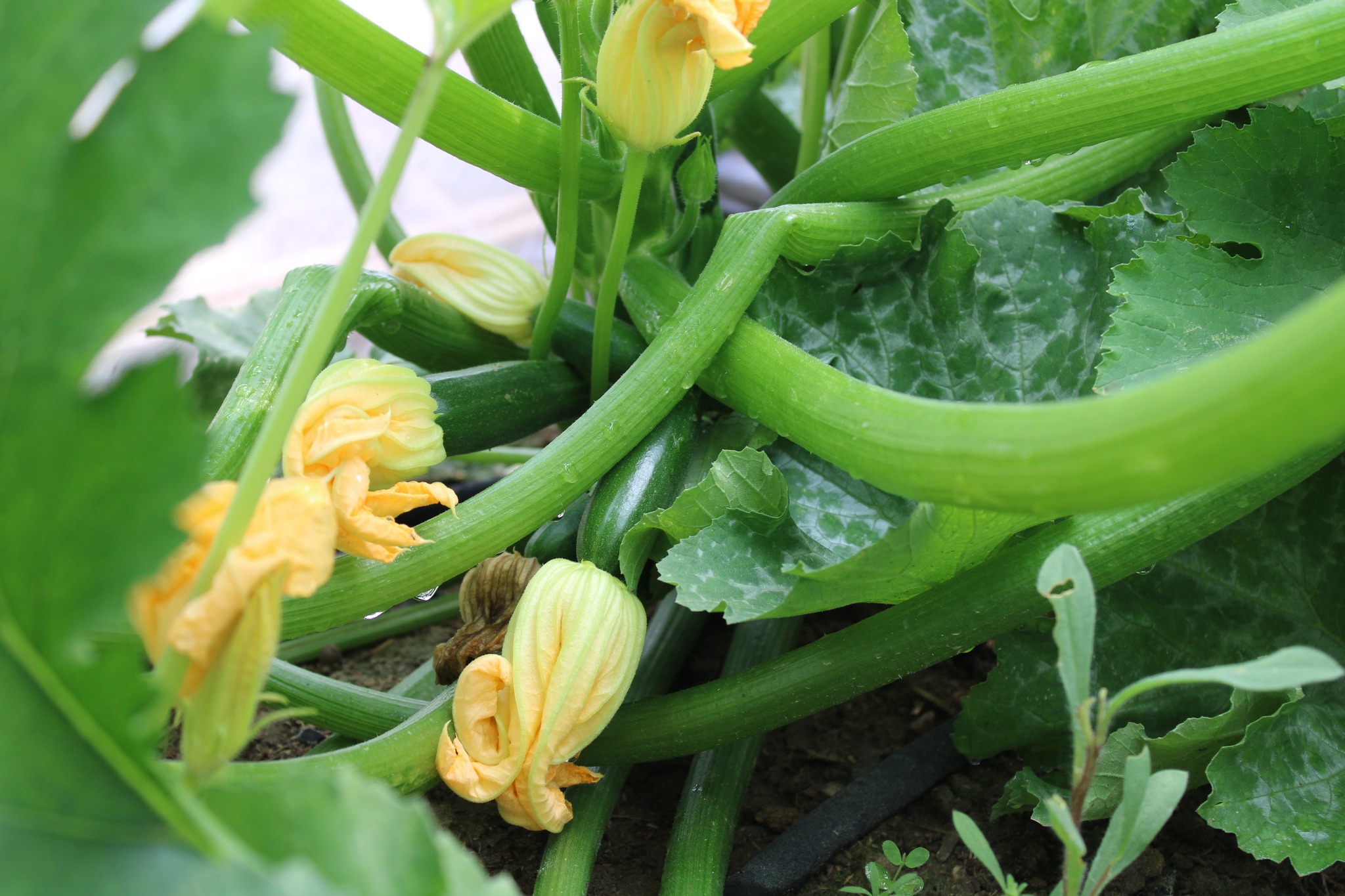 Squash Quarter Acre and a Mule, Perdita Butler, Buy Pueblo Vegetables, Farmers Market Near Me