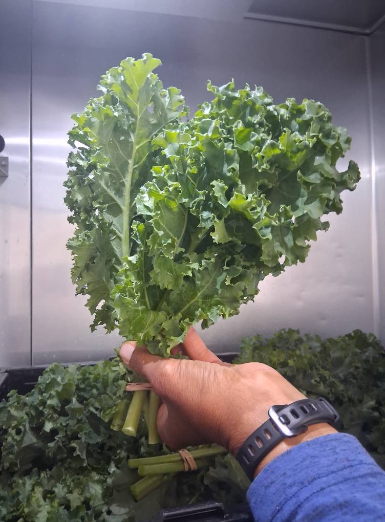 350-quarter-acre-and-a-mule-vegetables