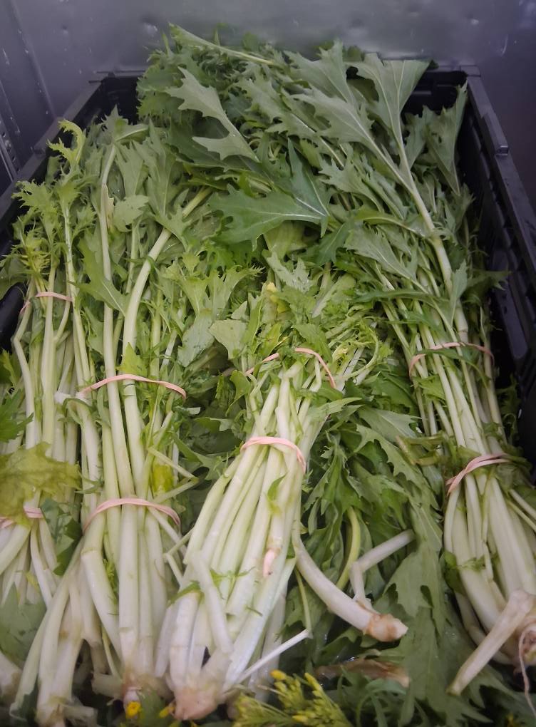 Greens, Quarter Acre and a Mule, Perdita Butler, Buy Pueblo Vegetables, Farmers Market Near Me