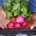 Radish, Quarter Acre and a Mule, Perdita Butler, Buy Pueblo Vegetables, Farmers Market Near Me