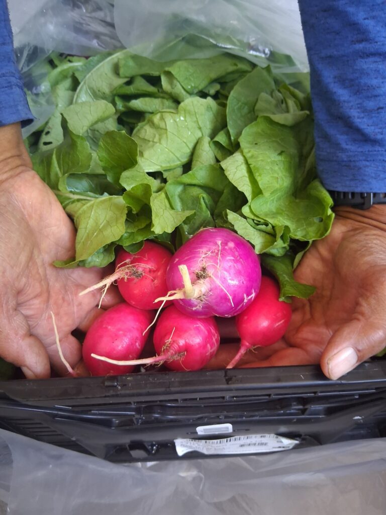 Radish, Quarter Acre and a Mule, Perdita Butler, Buy Pueblo Vegetables, Farmers Market Near Me