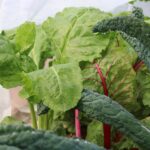 Kale, Greens from Quarter Acre and a Mule, Perdita Butler, Buy Pueblo Vegetables, Farmers Market Near Me