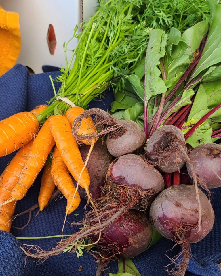 Carrots, Beets Quarter Acre and a Mule, Perdita Butler, Buy Pueblo Vegetables, Farmers Market Near Me