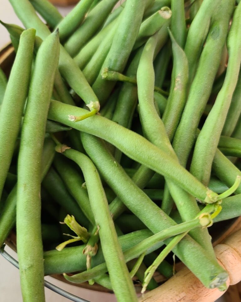 Green Beans - Quarter Acre and a Mule, Perdita Butler, Buy Pueblo Vegetables, Farmers Market Near Me