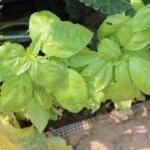 Basil Herbs Quarter Acre and a Mule, Perdita Butler, Buy Pueblo Vegetables, Farmers Market Near Me