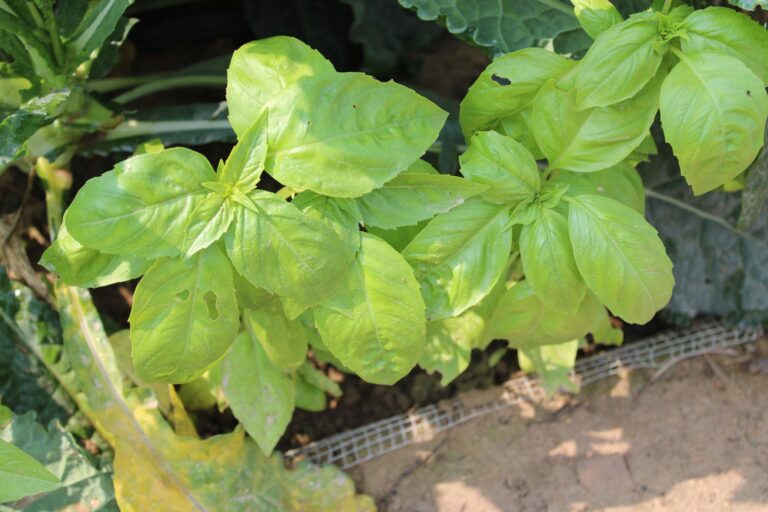 Basil Herbs Quarter Acre and a Mule, Perdita Butler, Buy Pueblo Vegetables, Farmers Market Near Me
