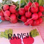 Radishes, Quarter Acre and a Mule, Perdita Butler, Buy Pueblo Vegetables, Farmers Market Near Me