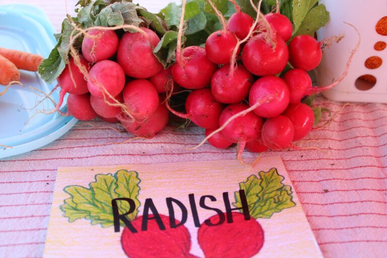Radishes, Quarter Acre and a Mule, Perdita Butler, Buy Pueblo Vegetables, Farmers Market Near Me