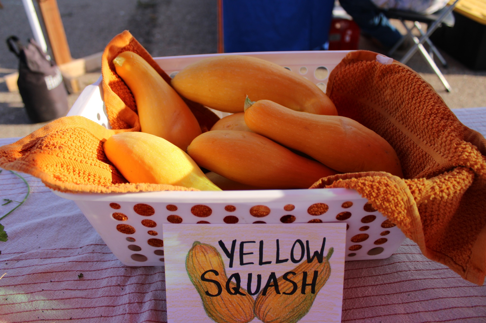 Yellow Squash, Quarter Acre and a Mule, Perdita Butler, Buy Pueblo Vegetables, Farmers Market Near Me