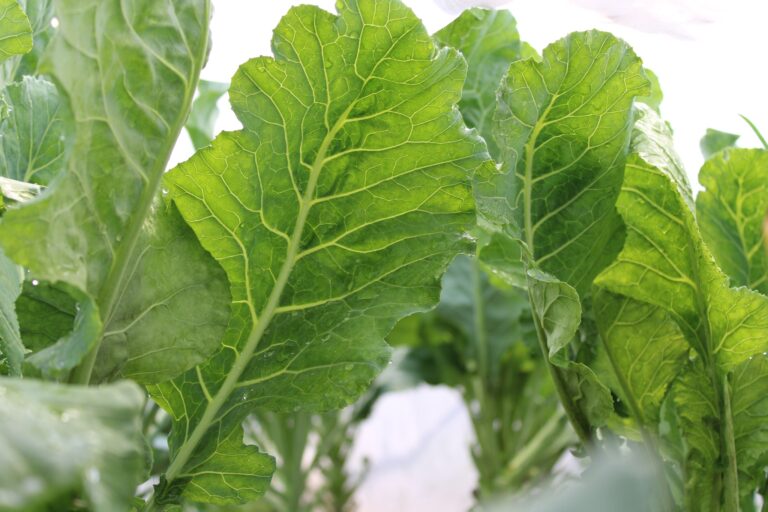Greens, Quarter Acre and a Mule, Perdita Butler, Buy Pueblo Vegetables, Farmers Market Near Me