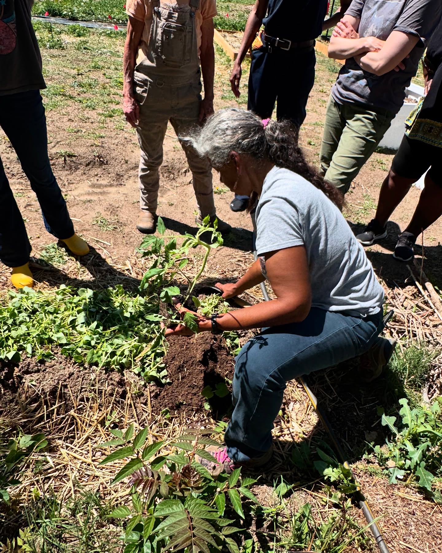 Quarter Acre and a Mule - Pueblo Colorado - Perdita Butler demonstrating gardening practices
