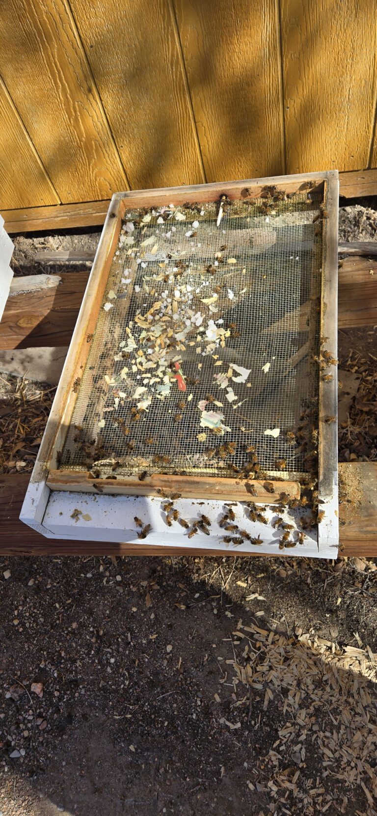 Pueblo Beehive First Inspection 2026