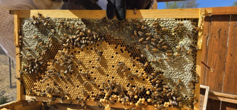 Pueblo Beehive First Inspection 2026