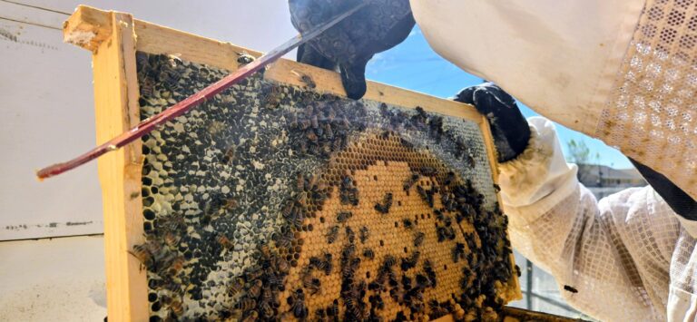 Pueblo Beehive First Inspection 2026