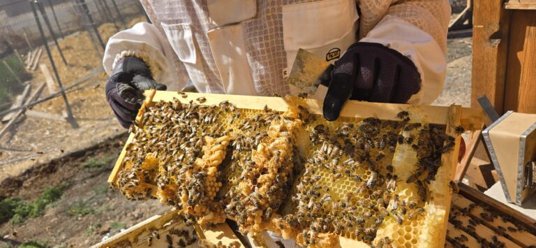 Pueblo Beehive First Inspection 2026