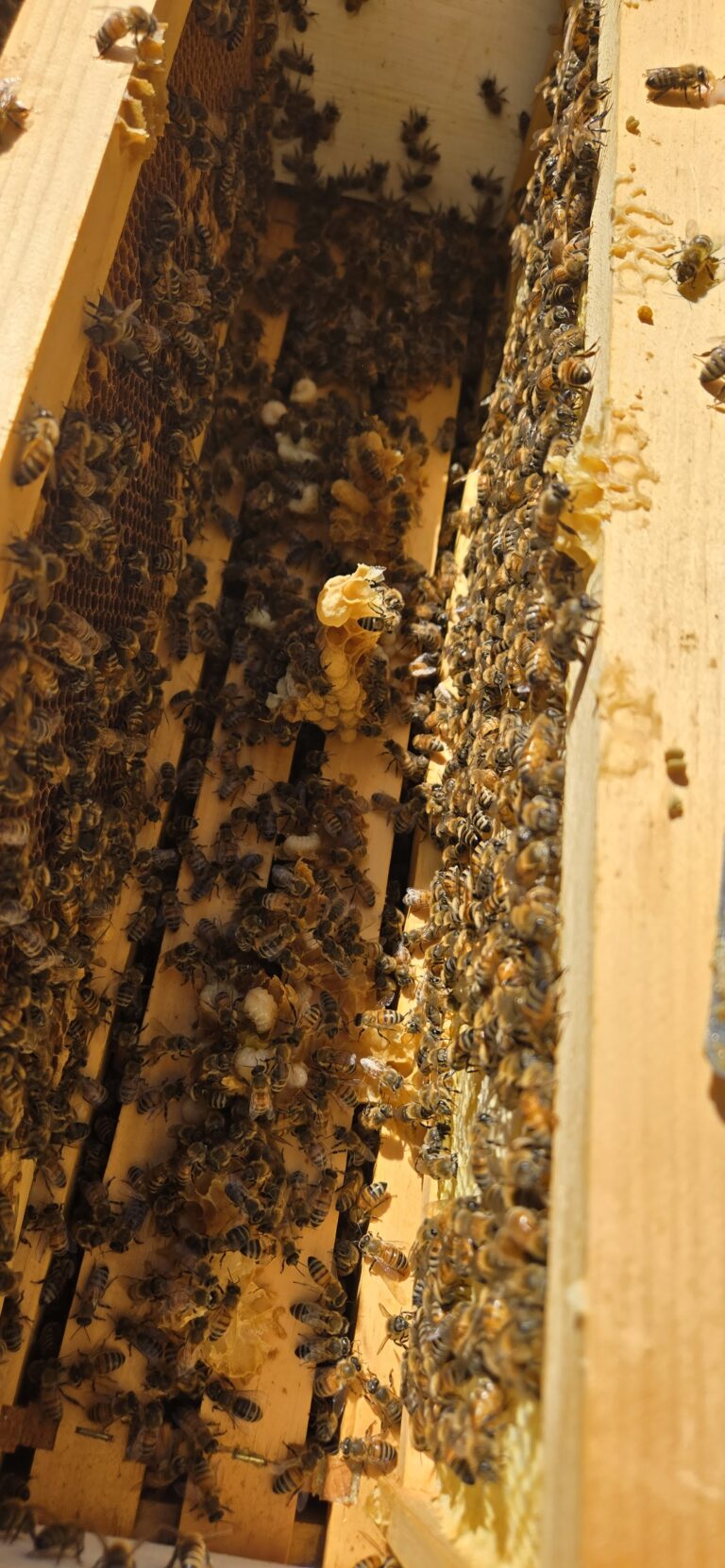 Pueblo Beehive First Inspection 2026