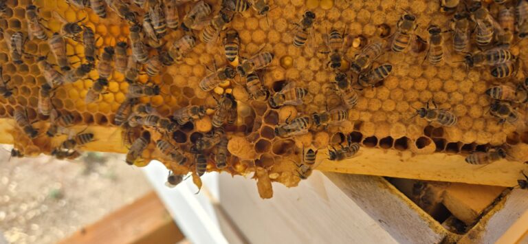 Pueblo Beehive First Inspection 2026