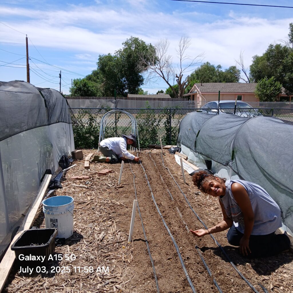 Succession planting carrots 2025. Quarter Acre and a Mule, Pueblo, Colorado.