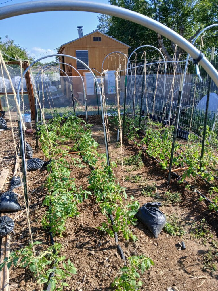 New Trellising system for Tomatoes