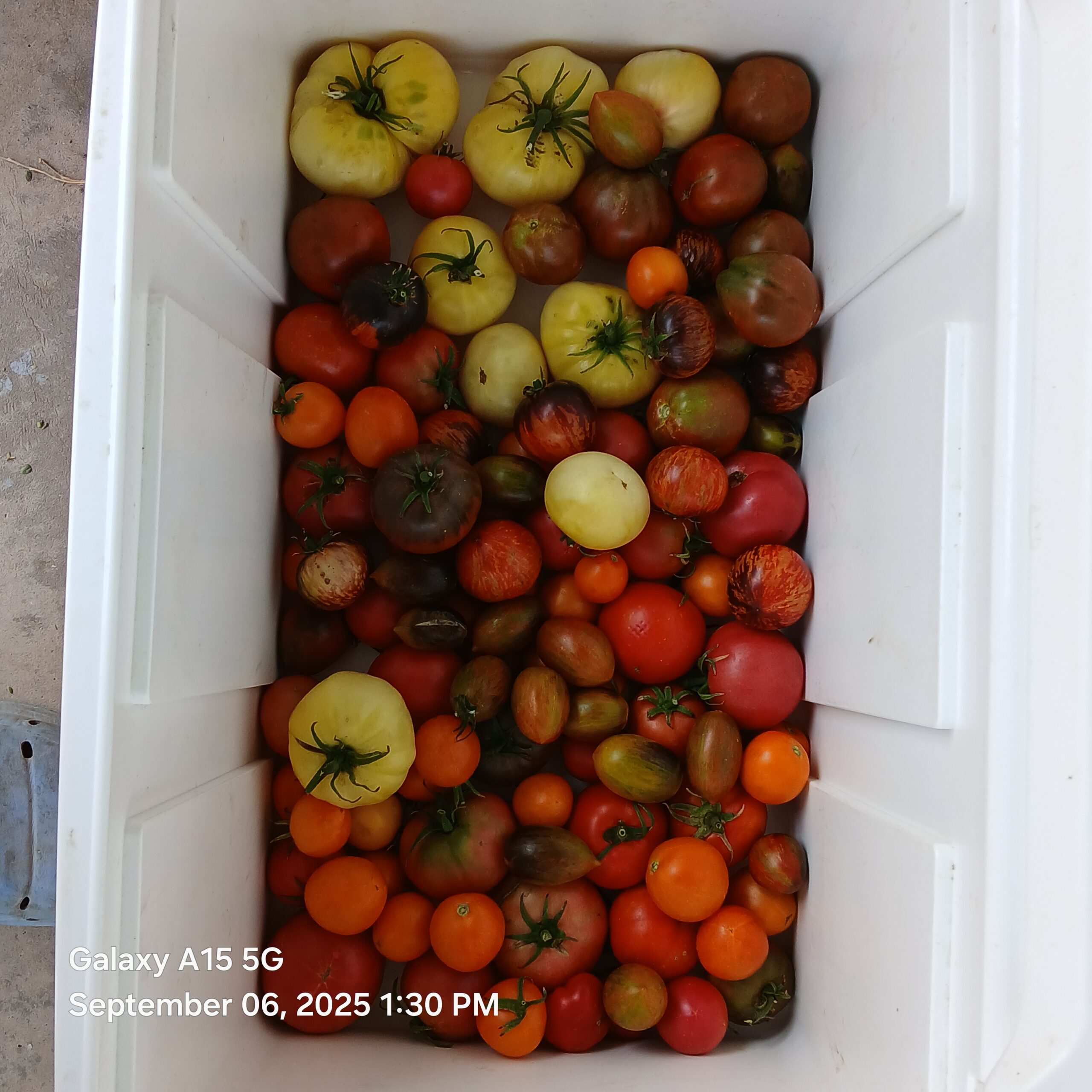 Find Our Tomatoes at Pueblo Farmers Market