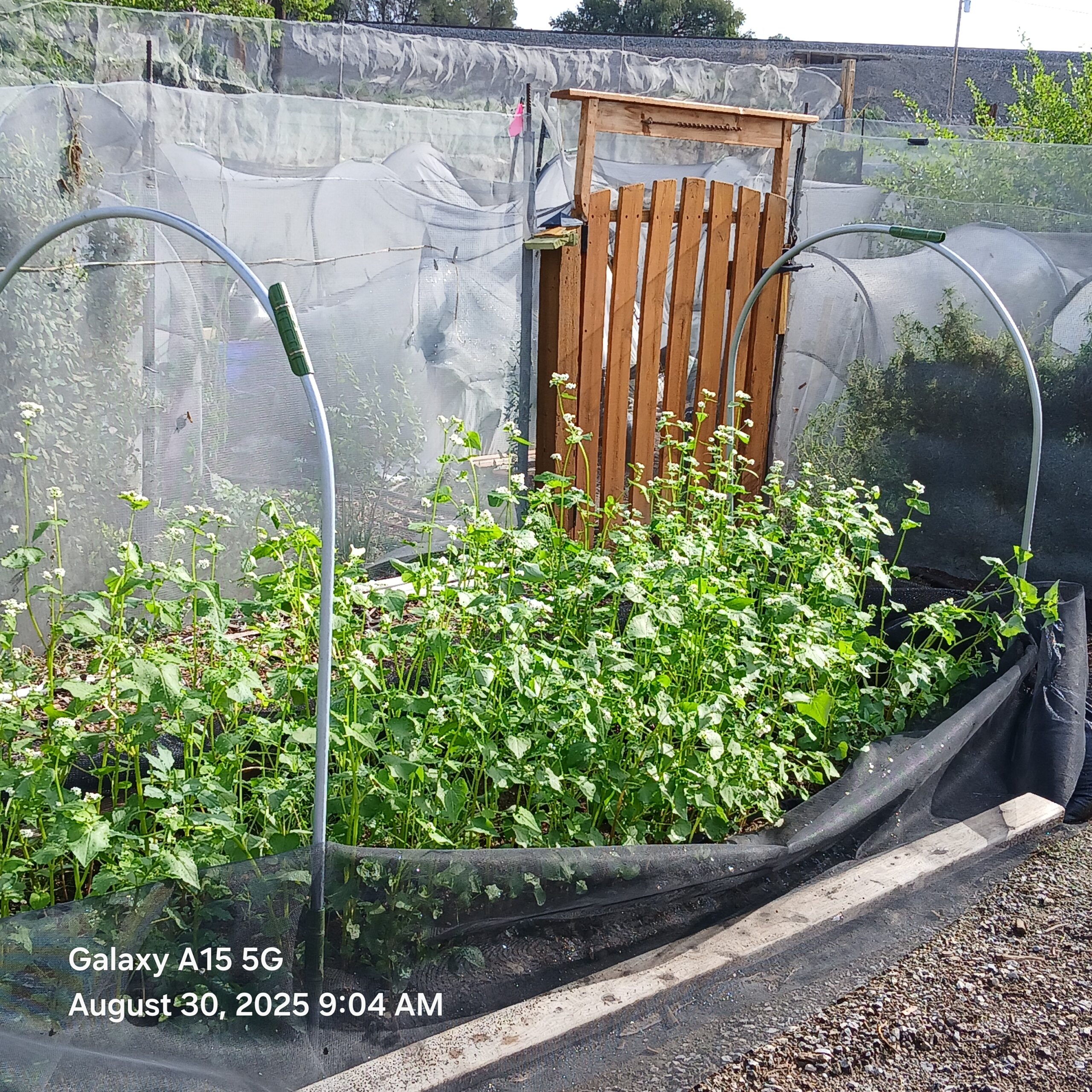 Improving Soil with Summer Cover Crops: Buckwheat