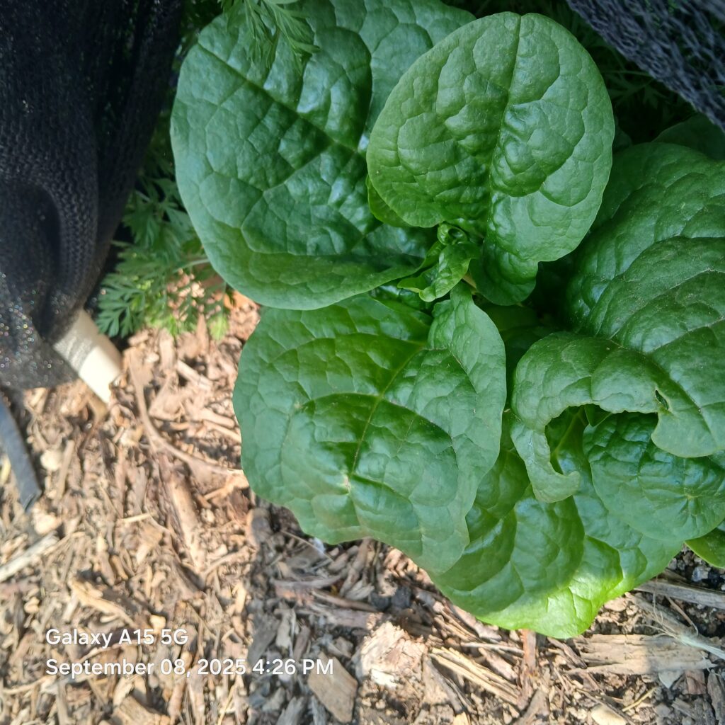 buy basella alba spinach near me pueblo southern colorado