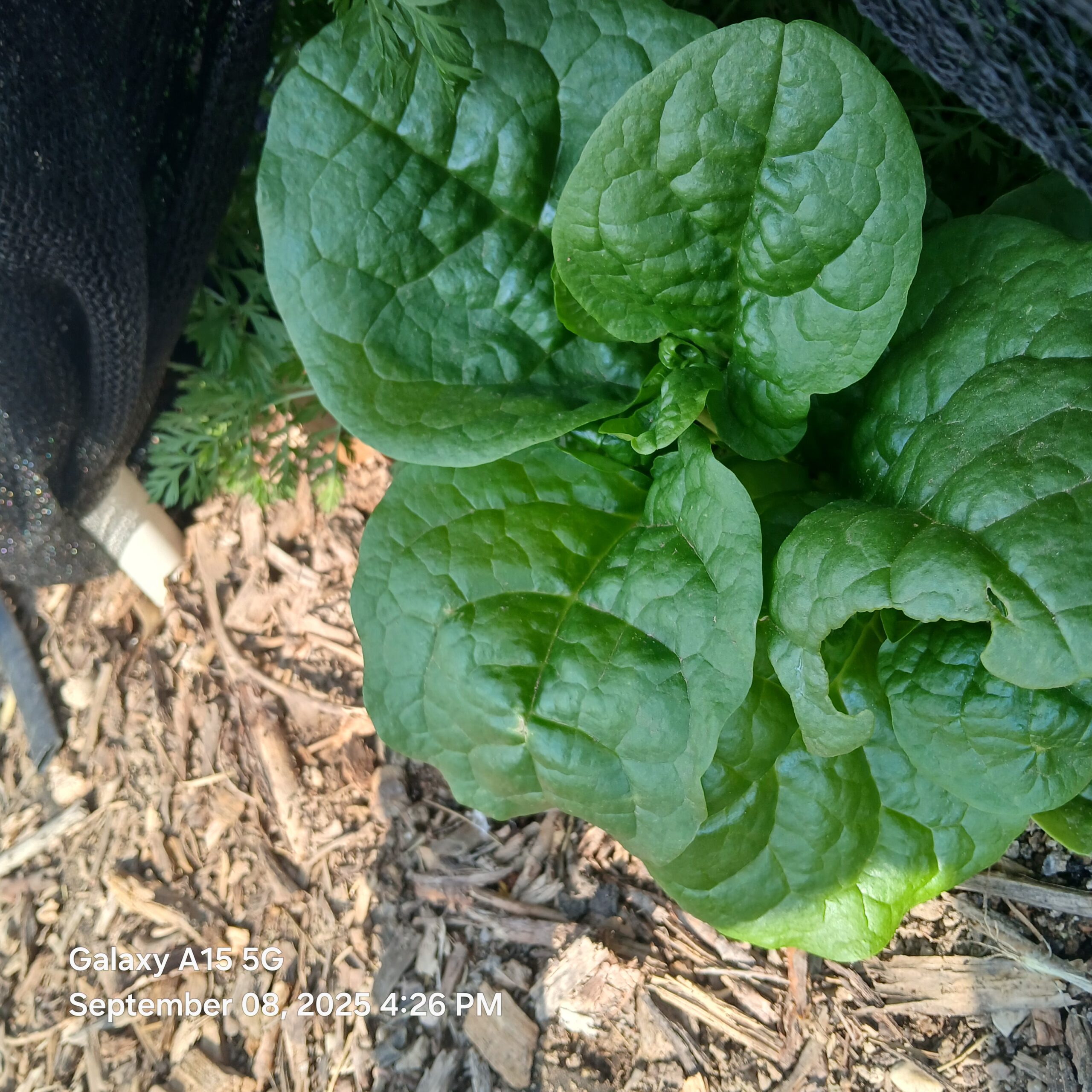 Not Your Usual Spinach