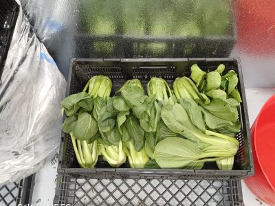 01 growing bok choi in southern colorado