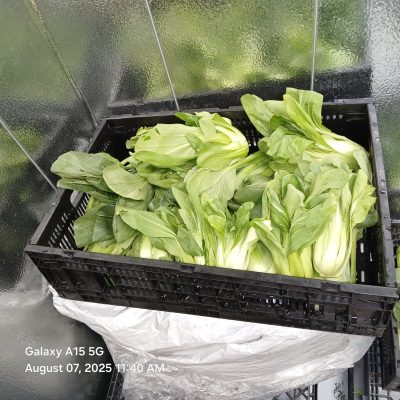 03 growing bok choi in southern colorado