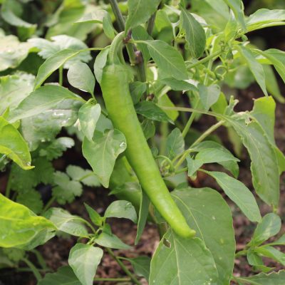 Peppers, Quarter Acre and a Mule, Perdita Butler, Buy Pueblo Vegetables, Farmers Market Near Me