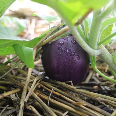 Purple Tomatoes from Quarter Acre and a Mule, Perdita Butler, Buy Pueblo Vegetables, Farmers Market Near Me