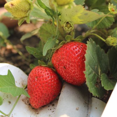 Strawberries at Quarter Acre and a Mule, Perdita Butler, Buy Pueblo Vegetables, Farmers Market Near Me