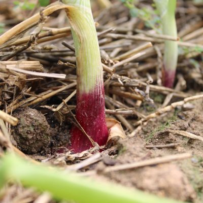 Homesteading, Gardening, Quarter Acre and a Mule, Perdita Butler, Buy Pueblo Vegetables, Farmers Market Near Me