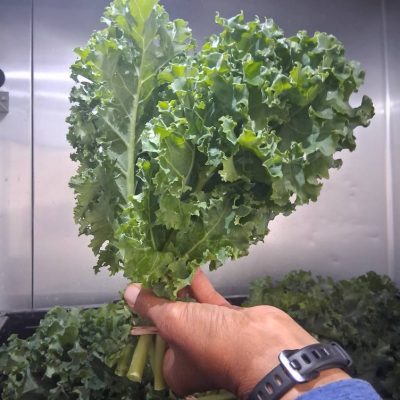 Greens, Kale, Quarter Acre and a Mule, Perdita Butler, Buy Pueblo Vegetables, Farmers Market Near Me