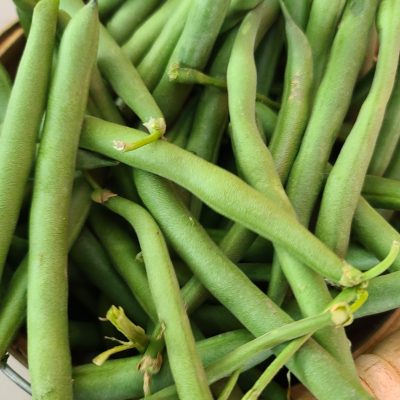Green Beans - Quarter Acre and a Mule, Perdita Butler, Buy Pueblo Vegetables, Farmers Market Near Me