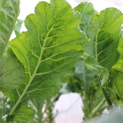 Greens, Quarter Acre and a Mule, Perdita Butler, Buy Pueblo Vegetables, Farmers Market Near Me