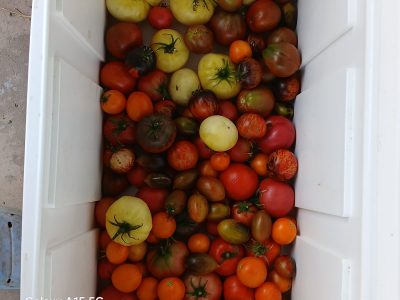 Find Our Tomatoes at Pueblo Farmers Market