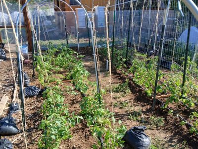 New Trellising system for Tomatoes