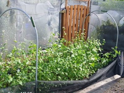 buckwheat as a summer cover crop