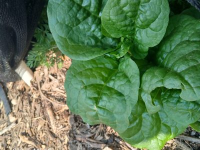 buy basella alba spinach near me pueblo southern colorado